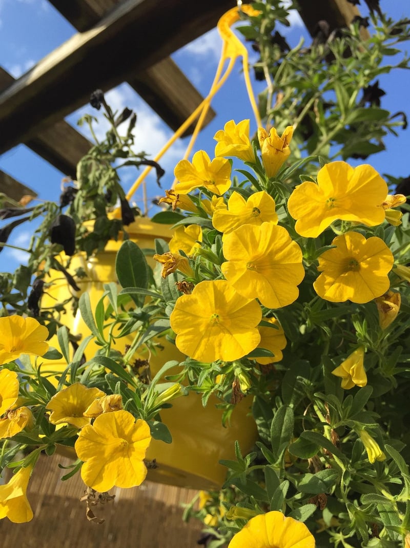 Hanging Basket Plant Stand