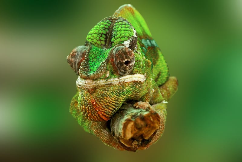 Terrarium Image
